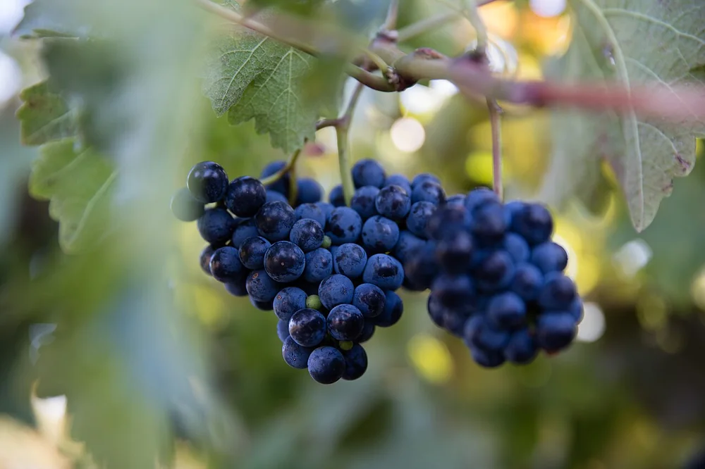 Two bunches of ripe dark red grapes
