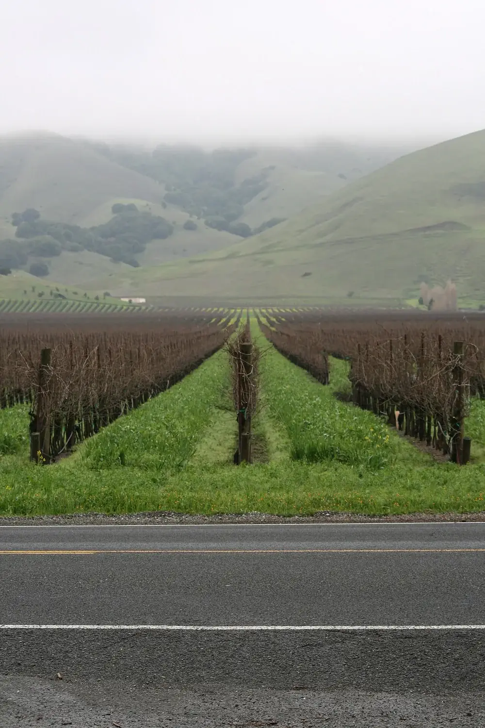 Vineyard rows with a green cover crop