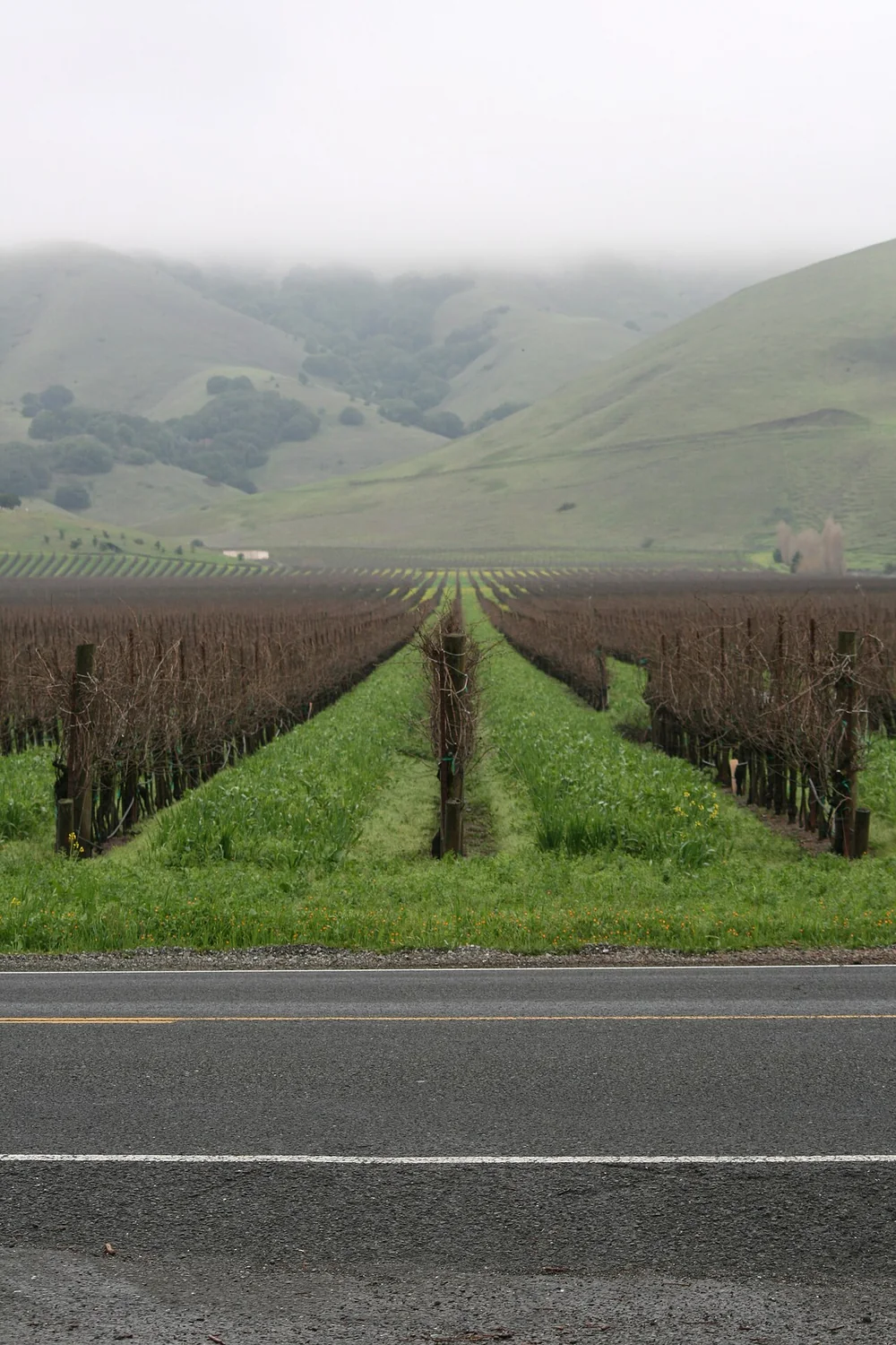 Vineyard rows with a green cover crop