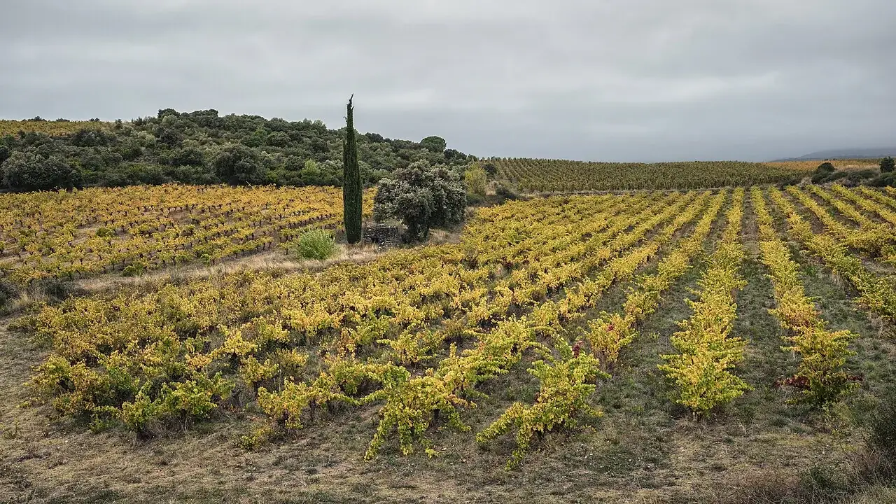 Vineyard rows beneath green hills and an overcast sky