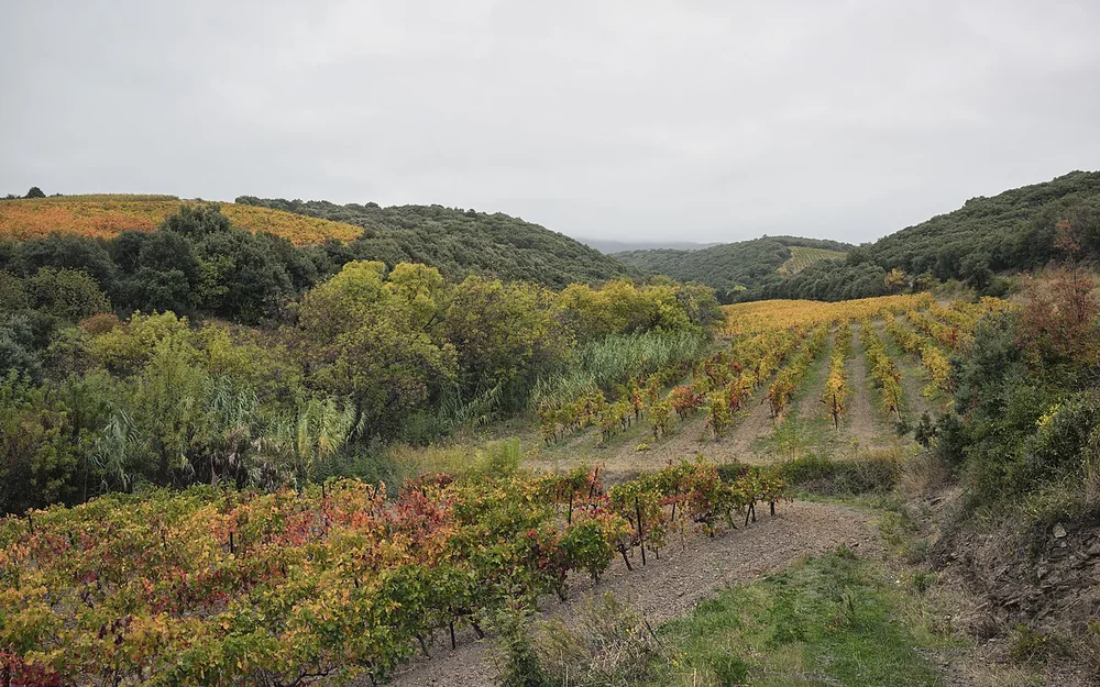 A vineyard landscape with rolling hills