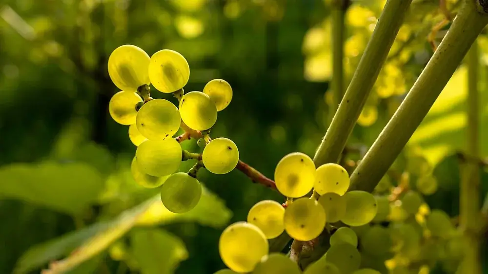 Pale green Solaris grapes growing on the vine