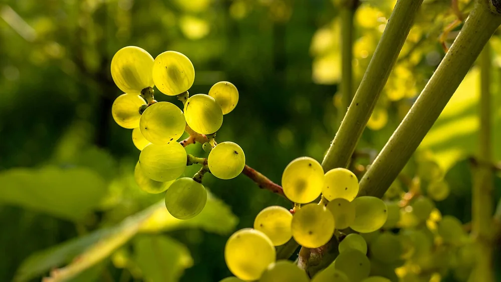 Pale green Solaris grapes growing on the vine